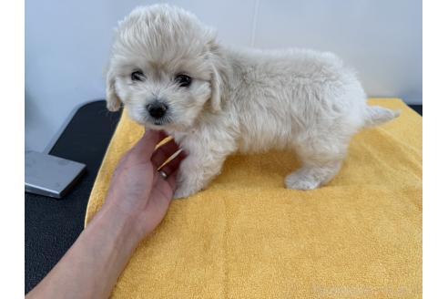 成約済の愛知県のミックス犬-371021の4枚目