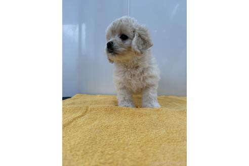 成約済の愛知県のミックス犬-371021の3枚目