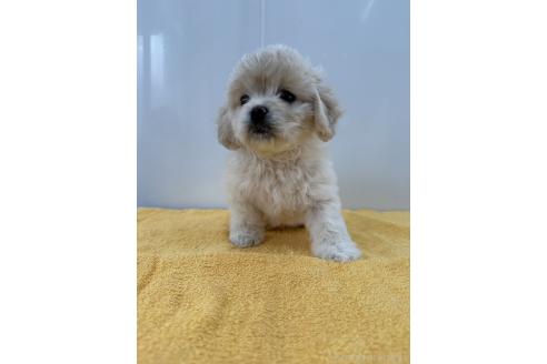 成約済の愛知県のミックス犬-371021の2枚目