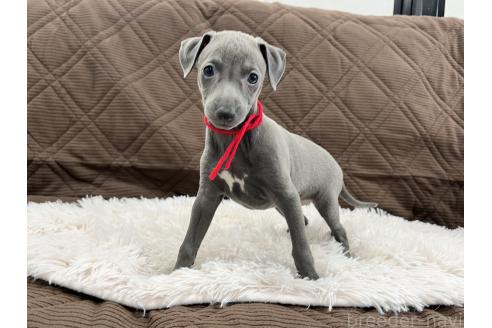 成約済の三重県のイタリアングレーハウンド(イタグレ)-371029の11枚目