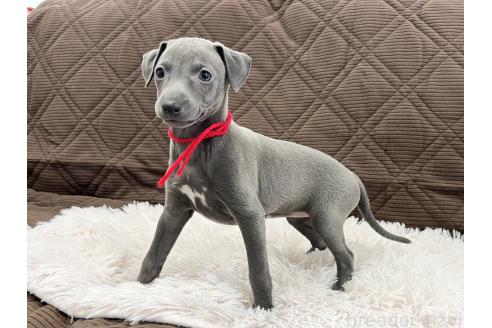 成約済の三重県のイタリアングレーハウンド(イタグレ)-371029の10枚目