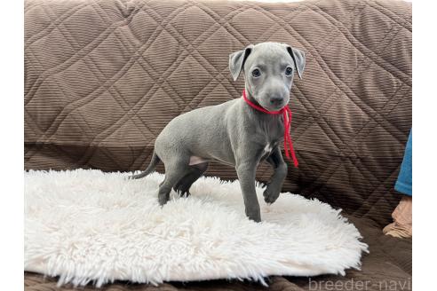 成約済の三重県のイタリアングレーハウンド(イタグレ)-371029の9枚目