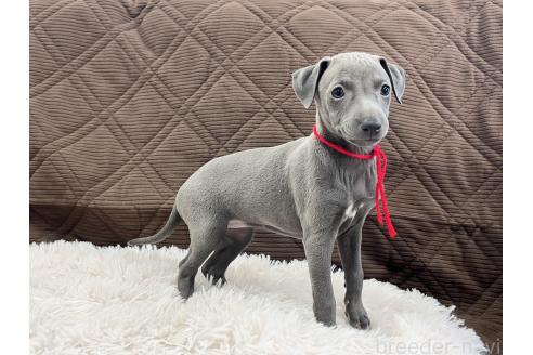 成約済の三重県のイタリアングレーハウンド(イタグレ)-371029の8枚目