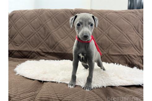 成約済の三重県のイタリアングレーハウンド(イタグレ)-371029の7枚目