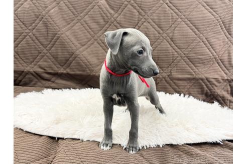 成約済の三重県のイタリアングレーハウンド(イタグレ)-371029の6枚目