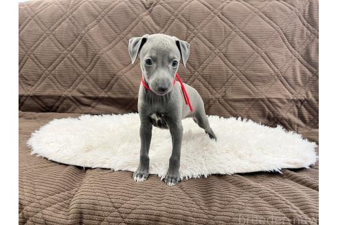 成約済の三重県のイタリアングレーハウンド(イタグレ)-371029の5枚目