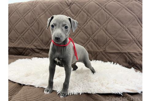 成約済の三重県のイタリアングレーハウンド(イタグレ)-371029の4枚目