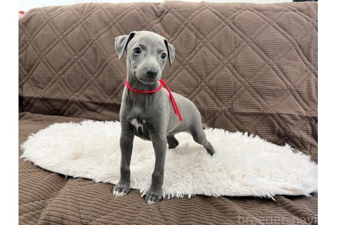 成約済の三重県のイタリアングレーハウンド(イタグレ)-371029の3枚目