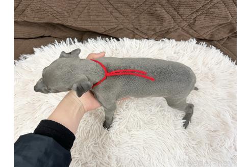 成約済の三重県のイタリアングレーハウンド(イタグレ)-371029の2枚目