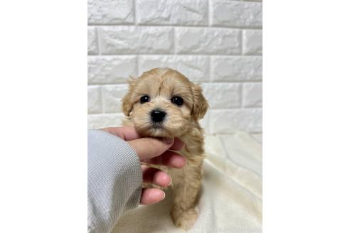 成約済の山口県のマルプー:マルチーズ×トイプードル-371037の8枚目