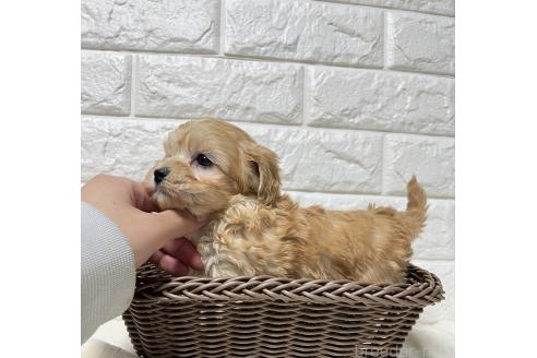 成約済の山口県のマルプー:マルチーズ×トイプードル-371037の3枚目