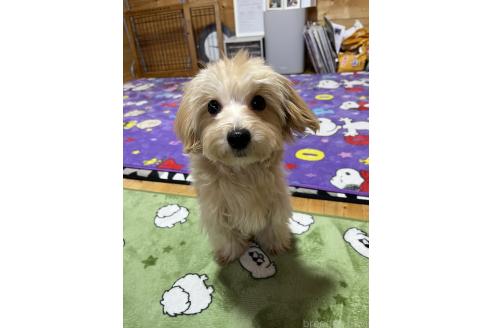 成約済の埼玉県のマルプー:マルチーズ×トイプードル-342607の4枚目