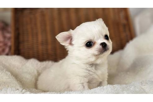 成約済の岐阜県のチワワ(ロングコート)-370237の5枚目