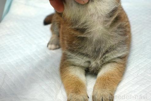 成約済の愛知県の柴犬-370877の9枚目