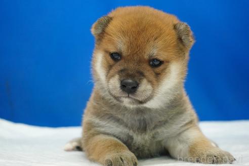成約済の愛知県の柴犬-370877の10枚目