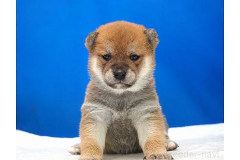 成約済の愛知県の柴犬-370877の8枚目