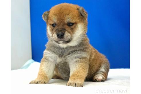 成約済の愛知県の柴犬-370877の7枚目