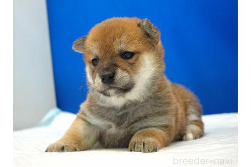 成約済の愛知県の柴犬-370877の6枚目