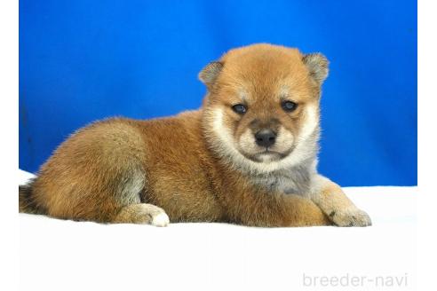 成約済の愛知県の柴犬-370877の5枚目