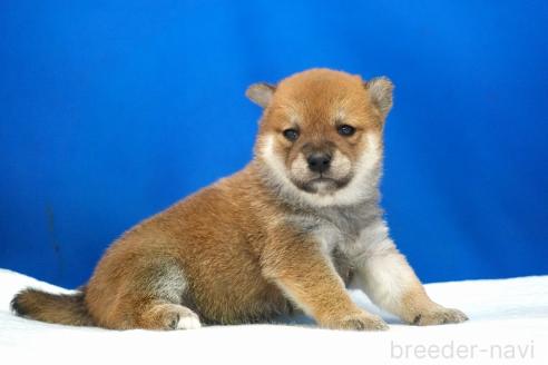 成約済の愛知県の柴犬-370877の3枚目