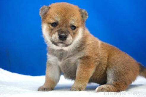 成約済の愛知県の柴犬-370877の4枚目