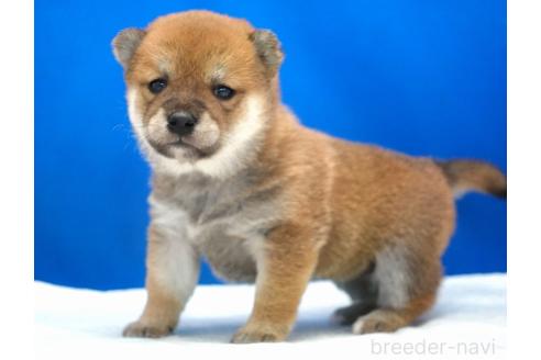 成約済の愛知県の柴犬-370877の2枚目