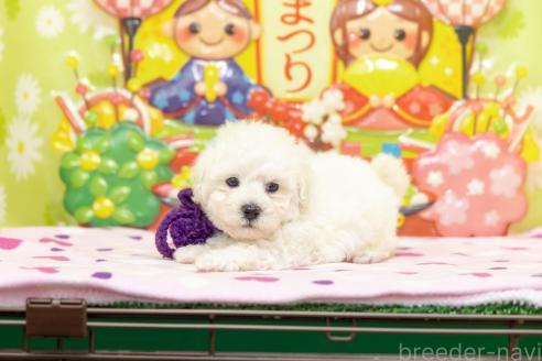 成約済の大分県のタイニープードル-371061の5枚目