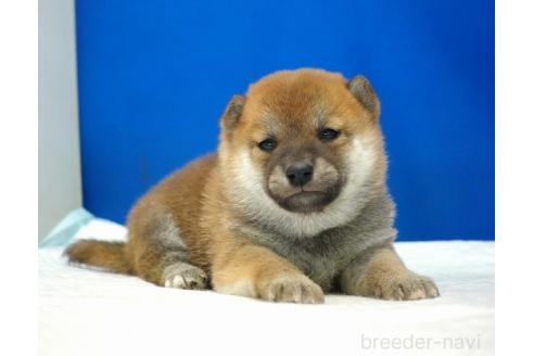 成約済の愛知県の柴犬-371098の11枚目