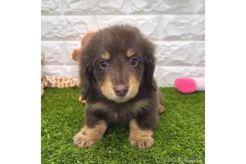 成約済の愛知県のミニチュアダックスフンド(ロングヘアード)-368970