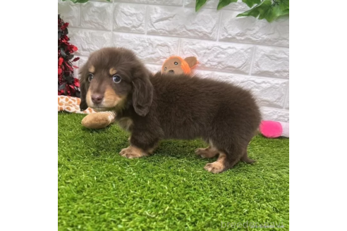 成約済の愛知県のミニチュアダックスフンド(ロングヘアード)-368970の5枚目