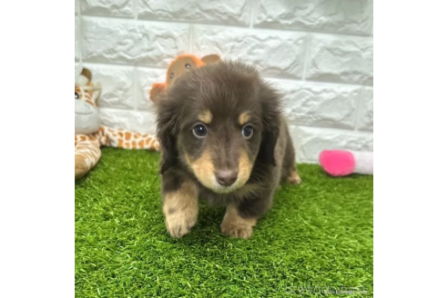 成約済の愛知県のミニチュアダックスフンド(ロングヘアード)-368970の3枚目