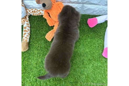 成約済の愛知県のミニチュアダックスフンド(ロングヘアード)-368970の2枚目