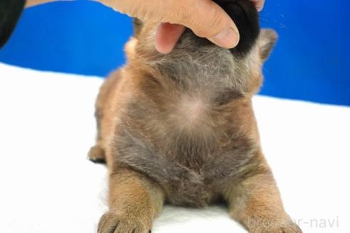 成約済の愛知県の柴犬-371103の15枚目