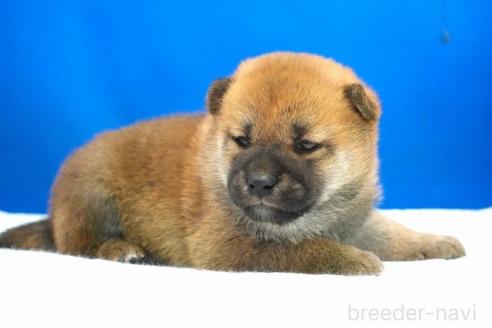 成約済の愛知県の柴犬-371103の14枚目