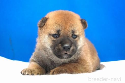成約済の愛知県の柴犬-371103の13枚目