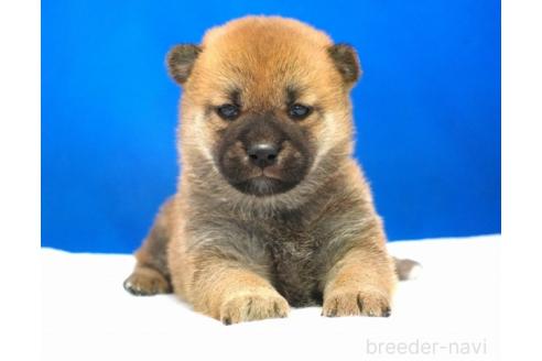 成約済の愛知県の柴犬-371103の12枚目