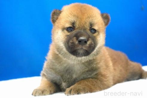 成約済の愛知県の柴犬-371103の11枚目