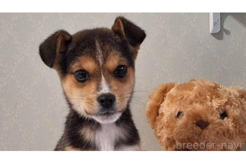 販売中の鹿児島県のミックス犬-371110