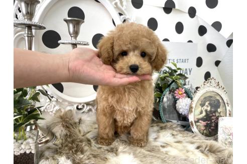 成約済の京都府のティーカッププードル-371125の5枚目