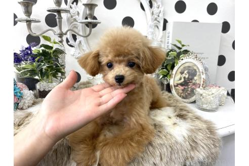 成約済の京都府のティーカッププードル-371128の1枚目