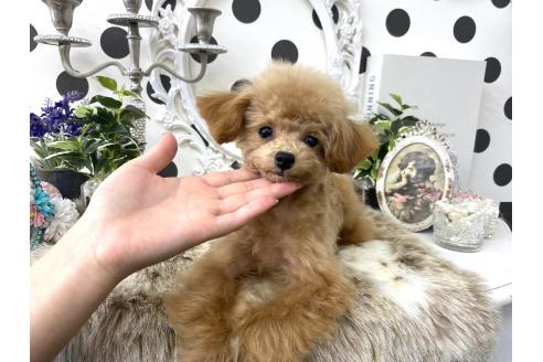 成約済の京都府のティーカッププードル-371128の5枚目