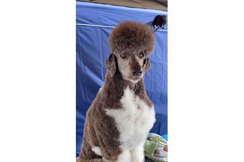 アルデバランくん1枚目