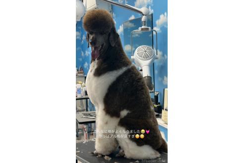 アルデバランくん1枚目