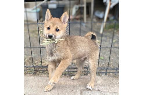 成約済の茨城県の豆柴-358174の14枚目