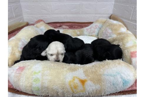 成約済の愛知県のチワプー:チワワ×トイプードル-371153の22枚目