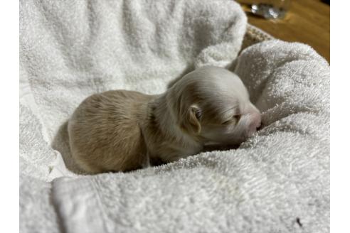 成約済の千葉県のチャイニーズクレステッドドッグ-369806の16枚目