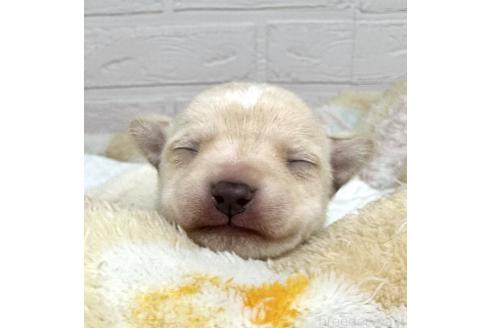 成約済の愛知県のミックス犬-371156の29枚目