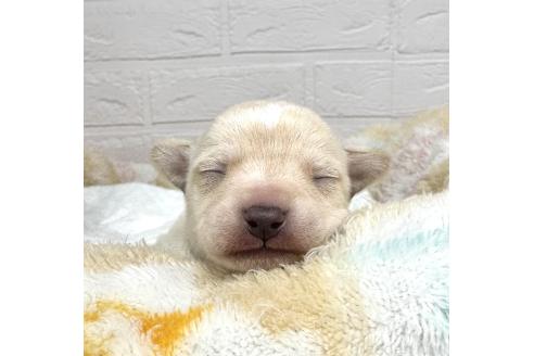 成約済の愛知県のミックス犬-371156の28枚目