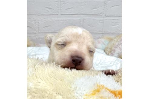 成約済の愛知県のミックス犬-371156の27枚目