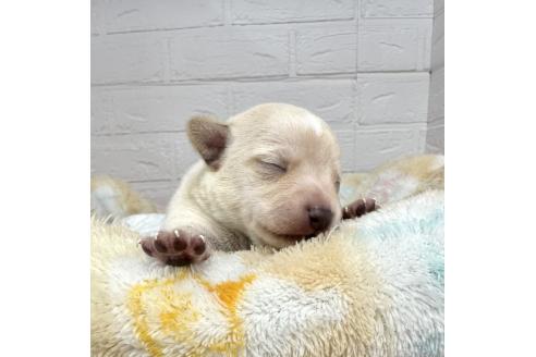 成約済の愛知県のミックス犬-371156の26枚目